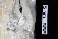 Foto (Detailansicht) von Decapoda indet. (NHMW-GEO-1990-0041-0219)